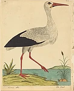 The Stork (Ciconia Alba) by Eleazar Albin