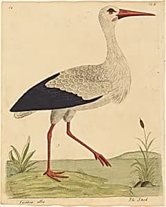 The Stork (Ciconia Alba) by Eleazar Albin
