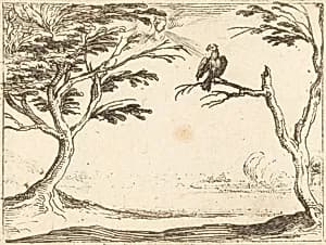The Vulture by Jacques Callot