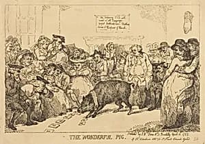 The Wonderful Pig by Thomas Rowlandson