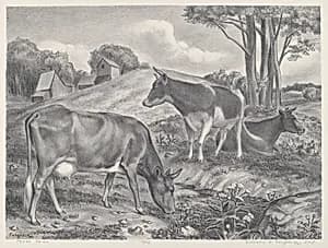 Three Cows