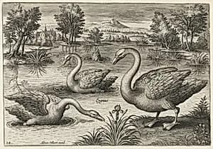 Three Whooper Swans by Adriaen Collaert