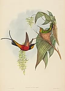 Topaza pyra (Fairy Topaz) by John Gould and H.C. Richter
