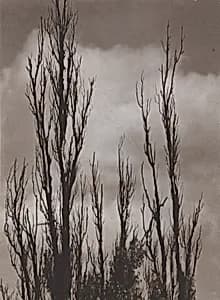 Topole (Poplars)