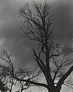 Tree Set 1 by Alfred Stieglitz