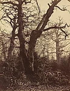 Tree Study, Fontainebleau