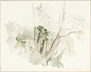 Trees at Beddington