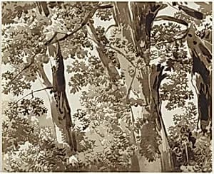 Trees with Dense Undergrowth by Franz Innocenz Josef Kobell