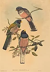 Trogan variegatus