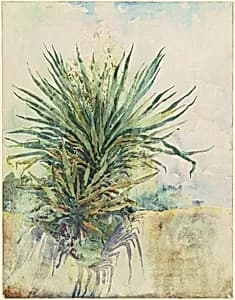 Tropical Plant [recto] by Jane C. Stanley