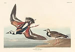 Turn-stone by Robert Havell after John James Audubon