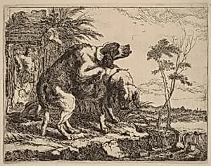 Two Dogs Copulating