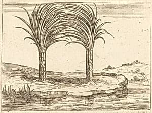 Two Palm Trees by Jacques Callot