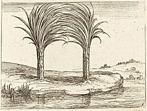 Two Palm Trees by Jacques Callot