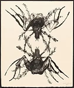 Two Tarantulas