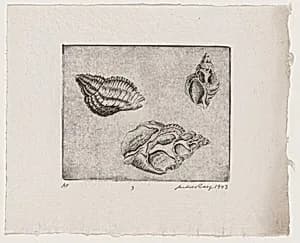 Untitled (Conch Shells)