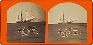 Untitled by C.H. Shute & Son