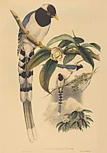 Urocissa cucullata