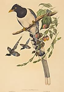 Urocissa magnirostris