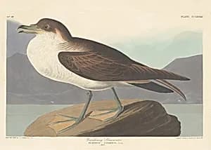 Wandering Shearwater by Robert Havell after John James Audubon