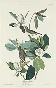 Warbling Flycatcher by Robert Havell after John James Audubon