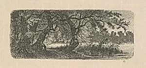 Water Elms by Carl C. Brenner