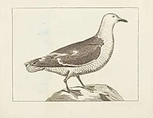 Water Fowl by British 19th Century