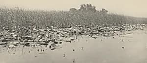 Water-Lilies