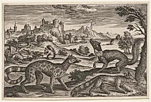 Weasels and Squirrels by Adriaen Collaert