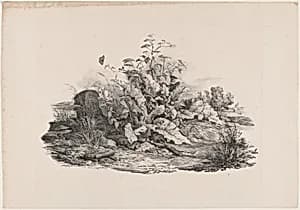 Wetland Plants by Carl August Lebschée