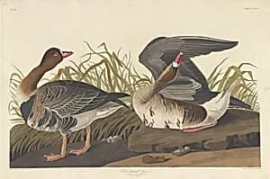 White-fronted Goose by Robert Havell after John James Audubon