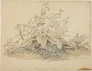 Wild Plants near Birstein by Johann Christian Heerdt