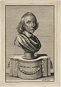 William Harvey, M.D. by William Faithorne