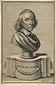 William Harvey, M.D. by William Faithorne