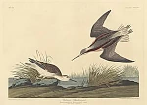 Wilson's Phalarope by Robert Havell after John James Audubon
