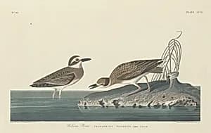 Wilson's Plover by Robert Havell after John James Audubon