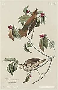 Wood Thrush by Robert Havell after John James Audubon