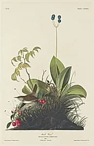 Wood Wren by Robert Havell after John James Audubon