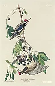 Yellow-bellied Woodpecker by Robert Havell after John James Audubon