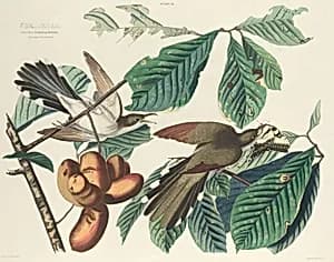 Yellow-billed Cuckoo