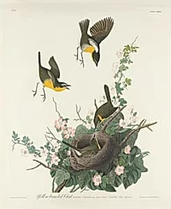 Yellow-breasted Chat by Robert Havell after John James Audubon
