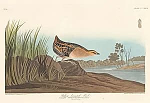 Yellow-breasted Rail by Robert Havell after John James Audubon