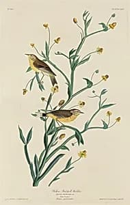 Yellow Red-Poll Warbler by Robert Havell after John James Audubon