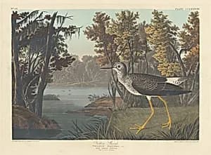 Yellow Shank by Robert Havell after John James Audubon
