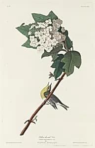 Yellow-throated Vireo by Robert Havell after John James Audubon