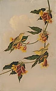 Yellow Warbler by Joseph Bartholomew Kidd, after John James Audubon