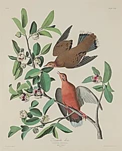 Zenaida Dove by Robert Havell after John James Audubon