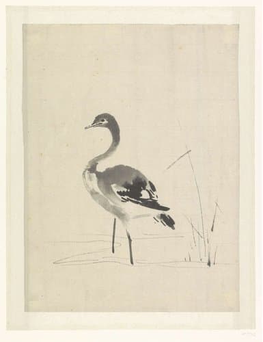Jonge kraanvogel by anonymous