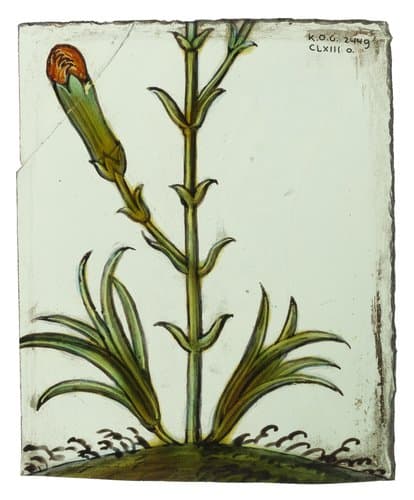 Ruit met bloemsteel, blad en bloemknop by anonymous