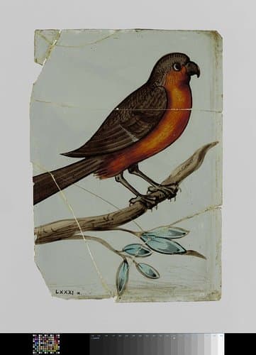 Ruit met een vogel by anonymous
